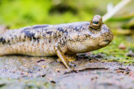 Humans may exist because a fish learned how to blink .